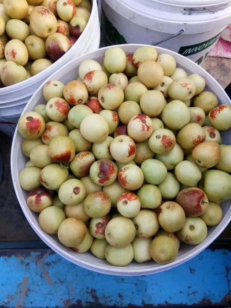 精品大荔冬枣，诚市场接各地客商，及各大电商，均可一件代发