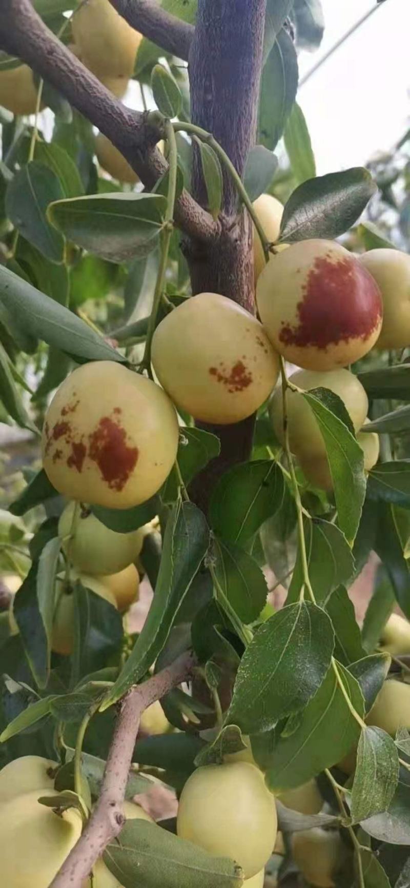 精品大荔冬枣，诚市场接各地客商，及各大电商，均可一件代发