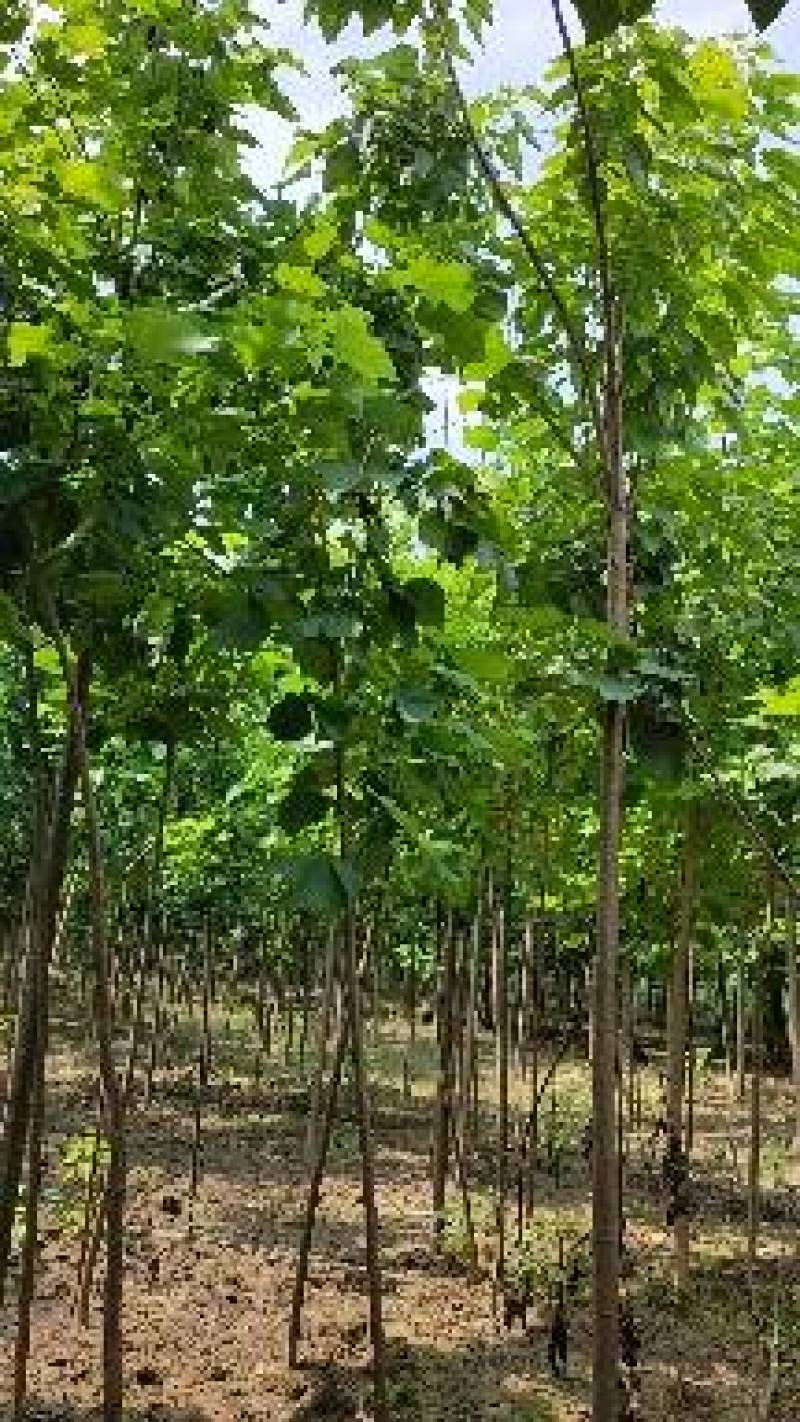 3公分楸树，4公分楸树，一手货源！规格齐全！有专业的挖树