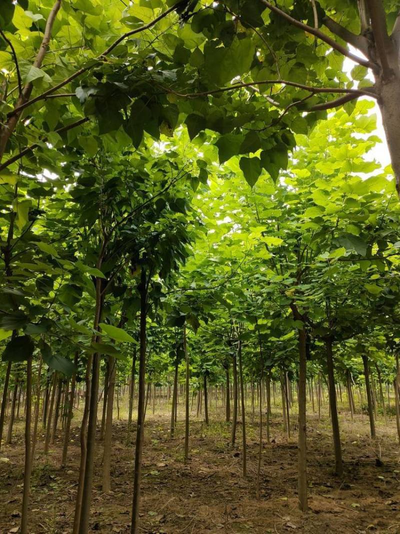 3公分楸树，4公分楸树，一手货源！规格齐全！有专业的挖树