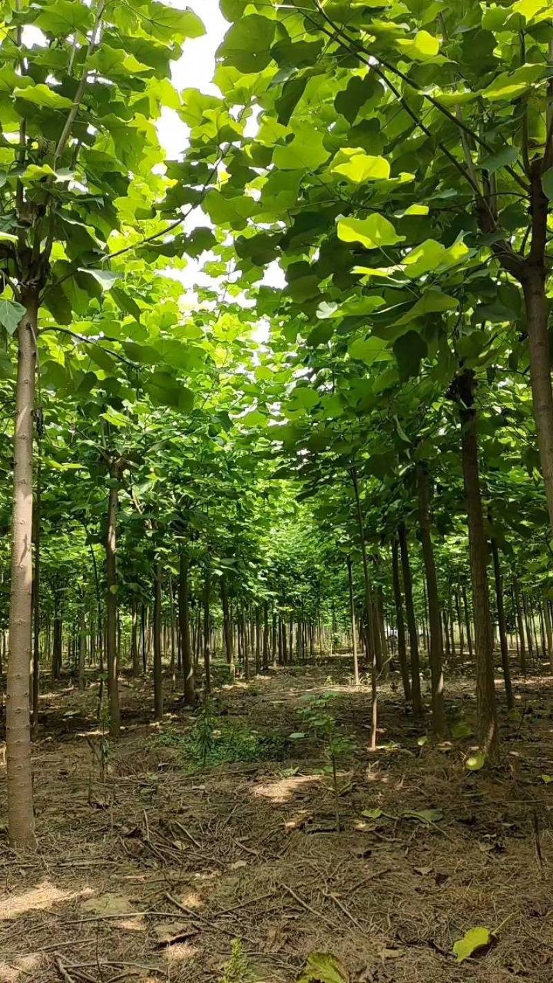 3公分楸树，4公分楸树，一手货源！规格齐全！有专业的挖树