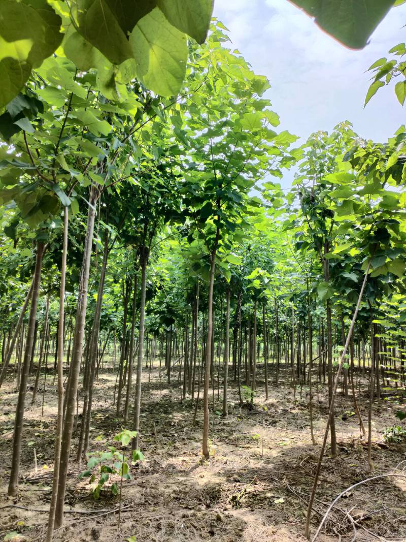 3公分楸树，4公分楸树，一手货源！规格齐全！有专业的挖树