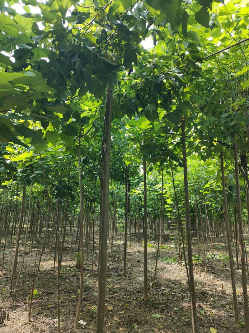 3公分楸树，4公分楸树，一手货源！规格齐全！有专业的挖树