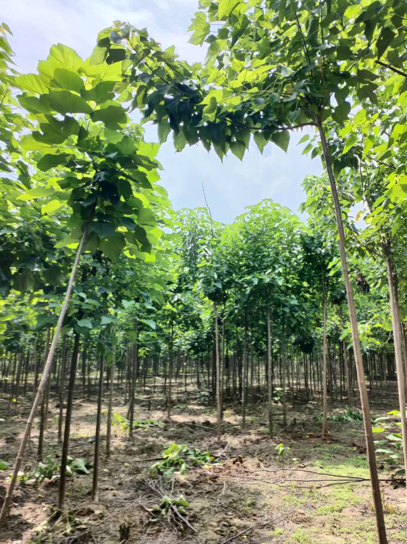 3公分楸树，4公分楸树，一手货源！规格齐全！有专业的挖树