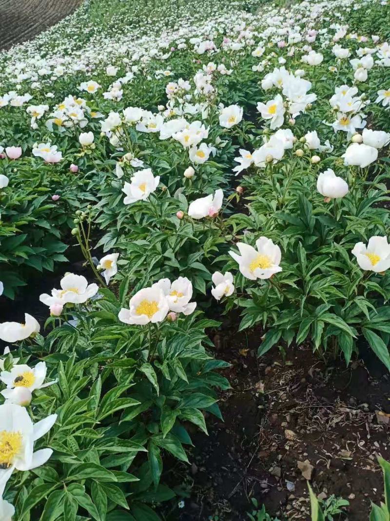 赤芍苗