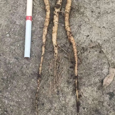 赤芍苗