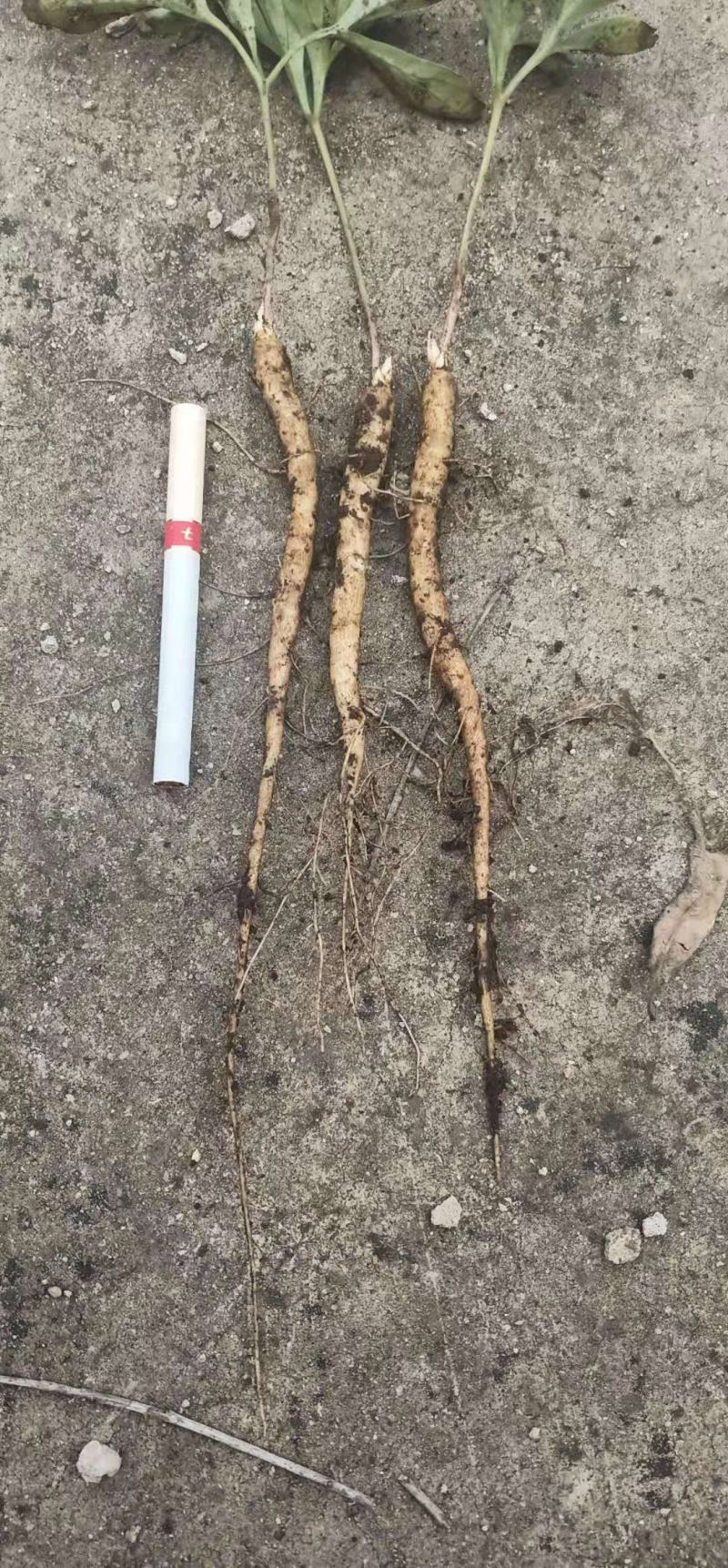 赤芍苗