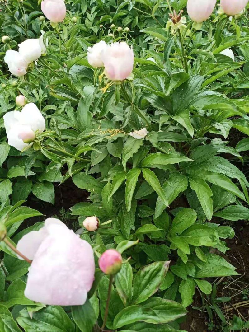 赤芍苗