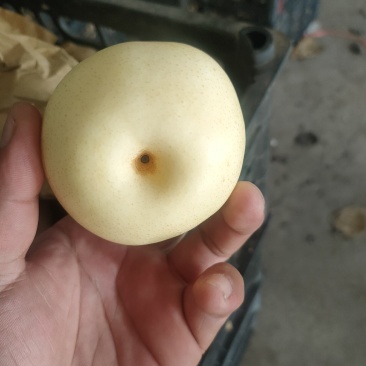 河北泊头水晶梨大量上市可视频看货，大量有货质量好