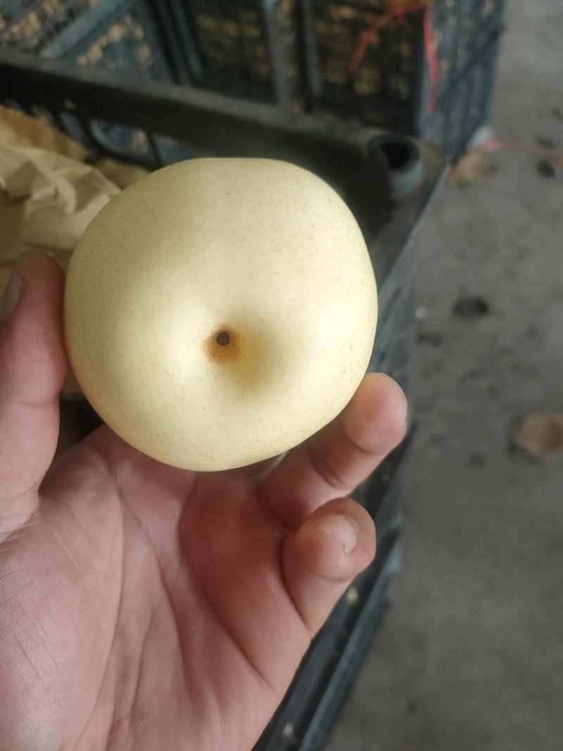 河北泊头水晶梨大量上市可视频看货，大量有货质量好
