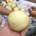 河北泊头水晶梨大量上市可视频看货，大量有货质量好