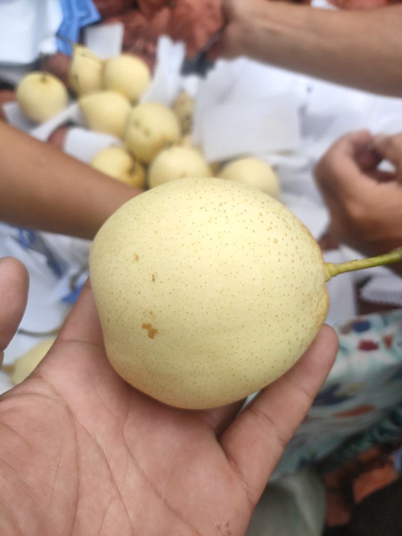 河北泊头水晶梨大量上市可视频看货，大量有货质量好