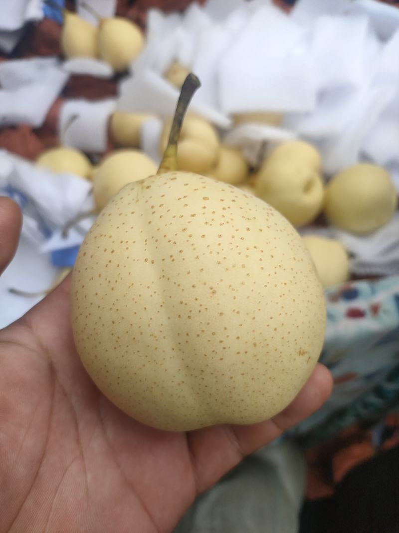 河北泊头水晶梨大量上市可视频看货，大量有货质量好