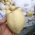 河北泊头水晶梨大量上市可视频看货，大量有货质量好