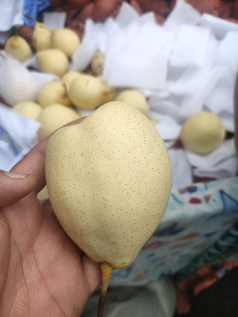 河北泊头水晶梨大量上市可视频看货，大量有货质量好