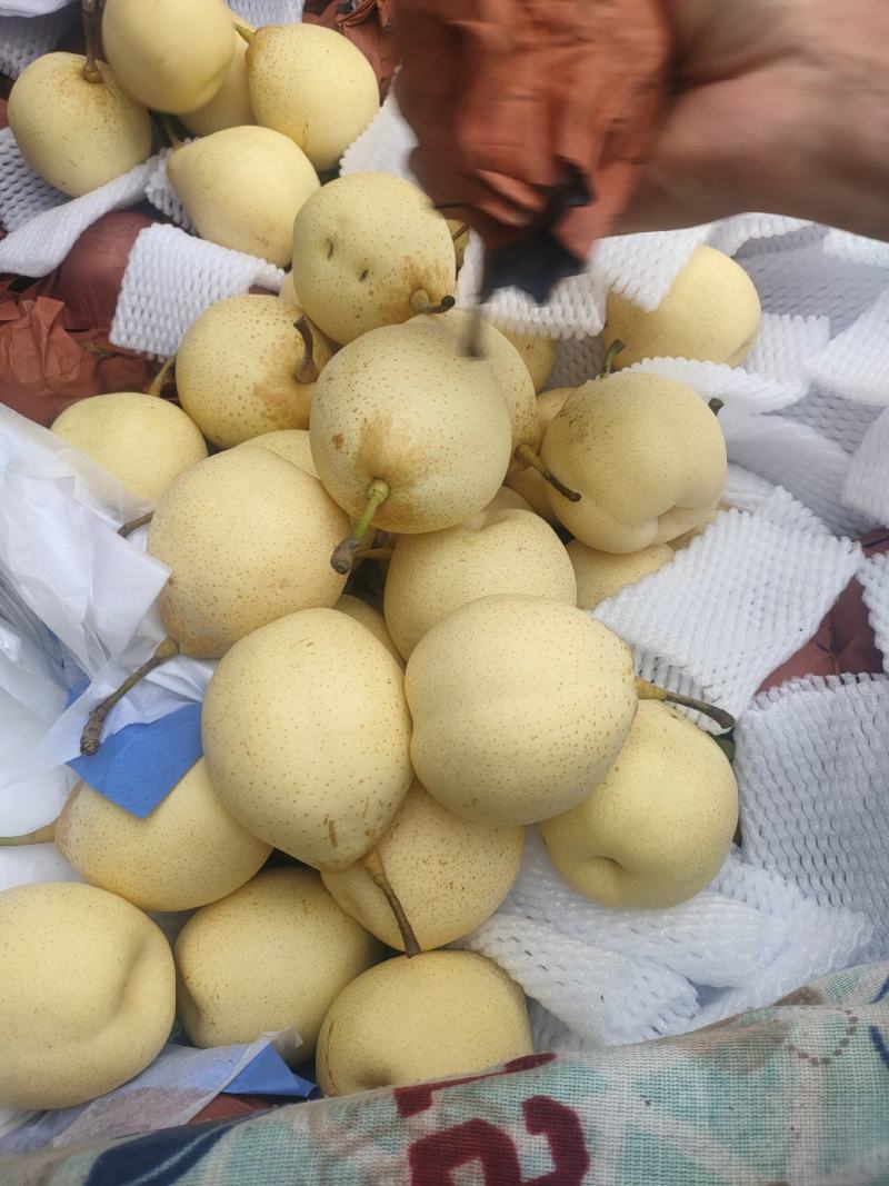 河北泊头水晶梨大量上市可视频看货，大量有货质量好