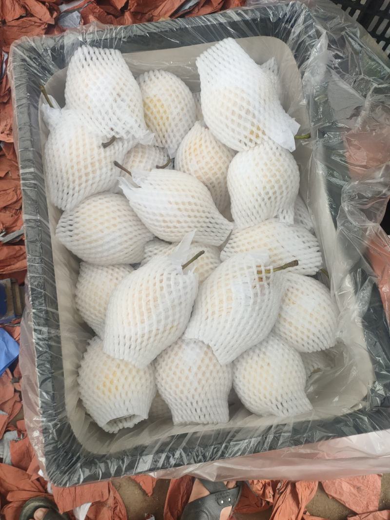 河北泊头水晶梨大量上市可视频看货，大量有货质量好