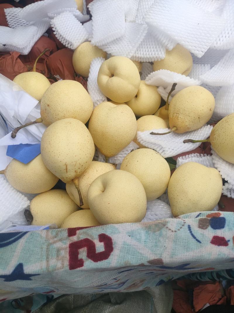 河北泊头水晶梨大量上市可视频看货，大量有货质量好