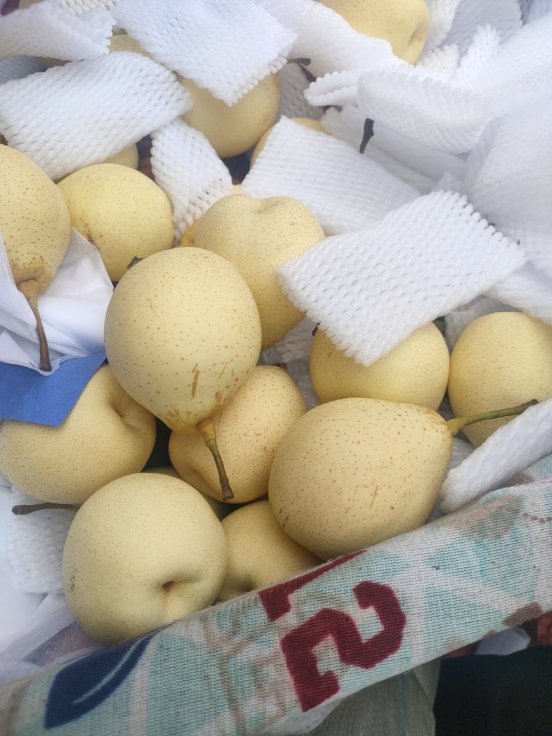 河北泊头水晶梨大量上市可视频看货，大量有货质量好