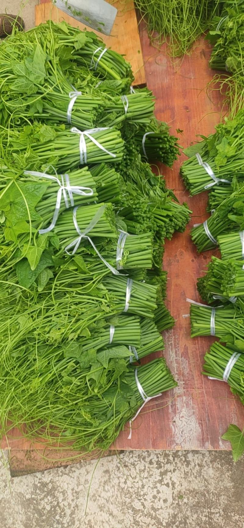 龙须菜大量上市可持续供货几个月需要的联系