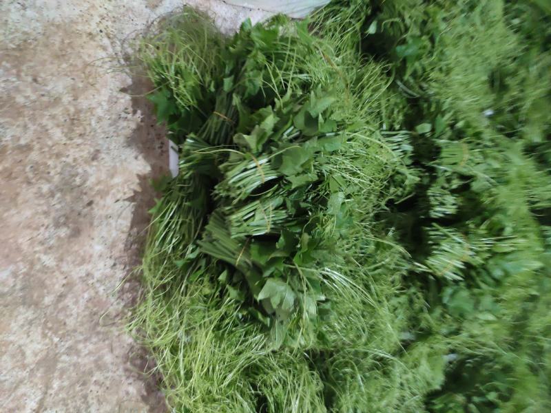 龙须菜大量上市可持续供货几个月需要的联系