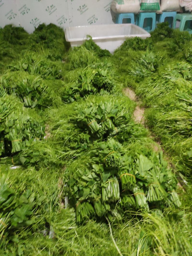 龙须菜大量上市可持续供货几个月需要的联系