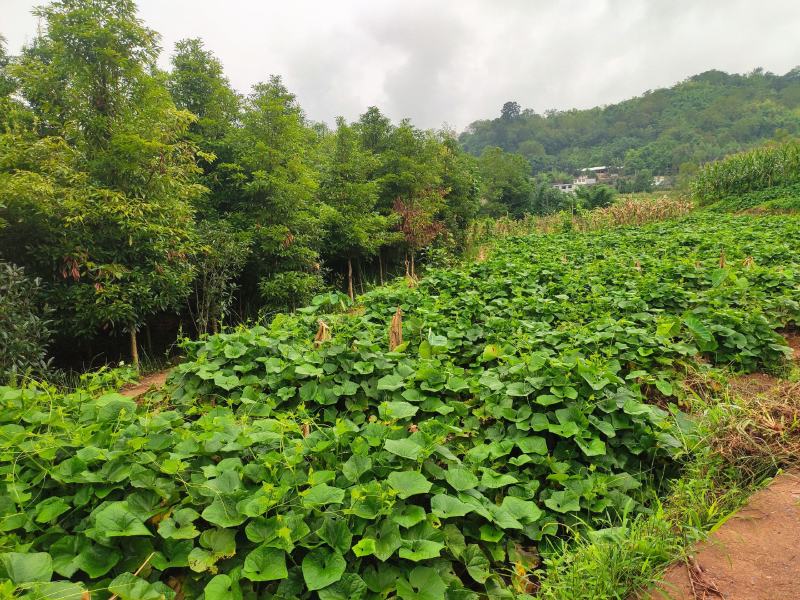 佛手瓜尖本地大量供应，基地直发，量大价格美丽