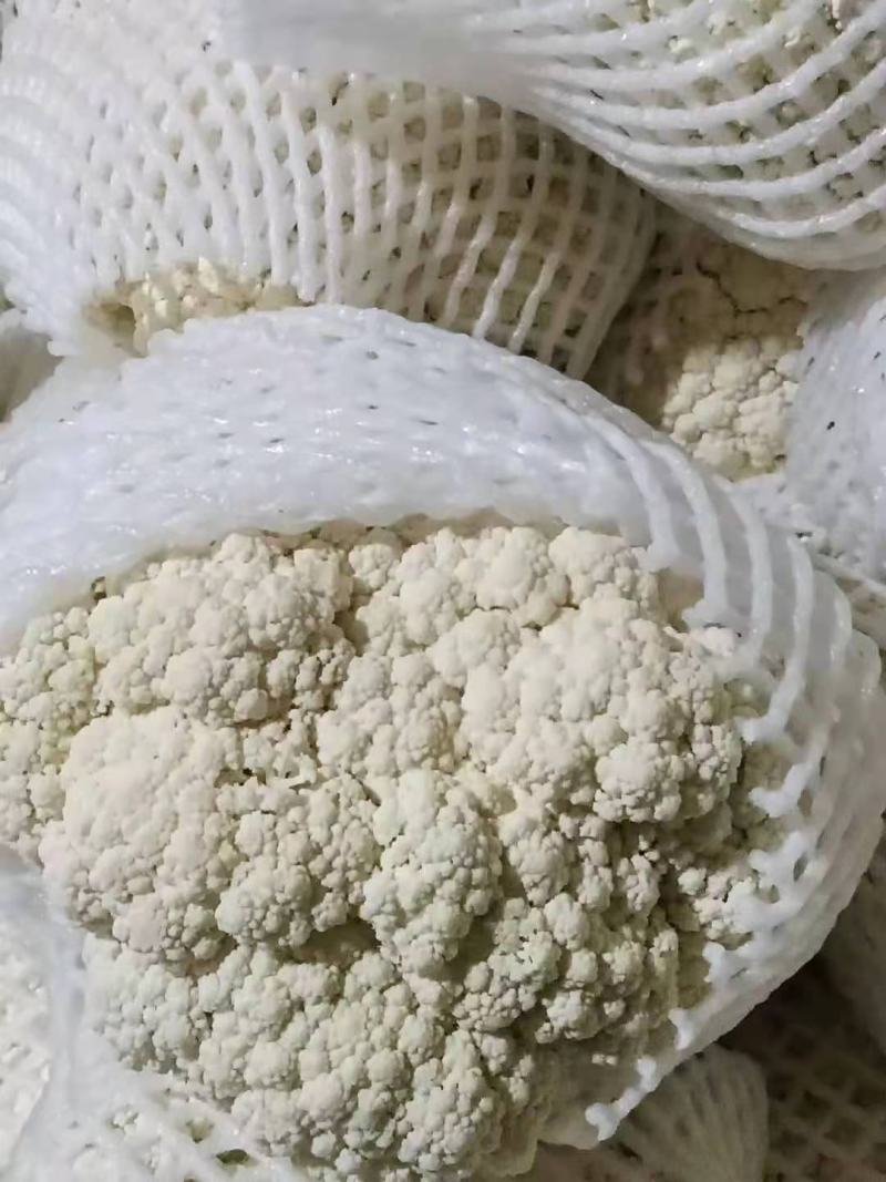有机花量大货优，精品花菜，甘肃高原夏菜