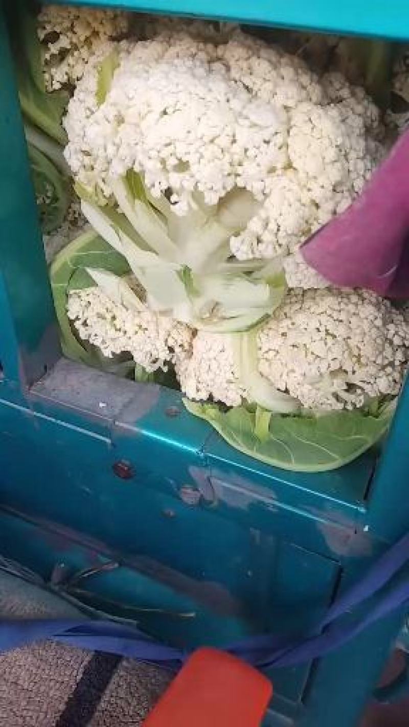 有机花量大货优，精品花菜，甘肃高原夏菜