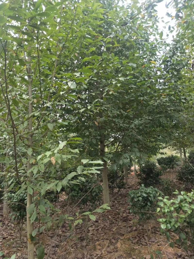紫玉兰树，江西品种，距离有优势可以来我这