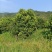 青枫3公分，，嫁接红枫，九江青枫，江西特有树种，需要联系