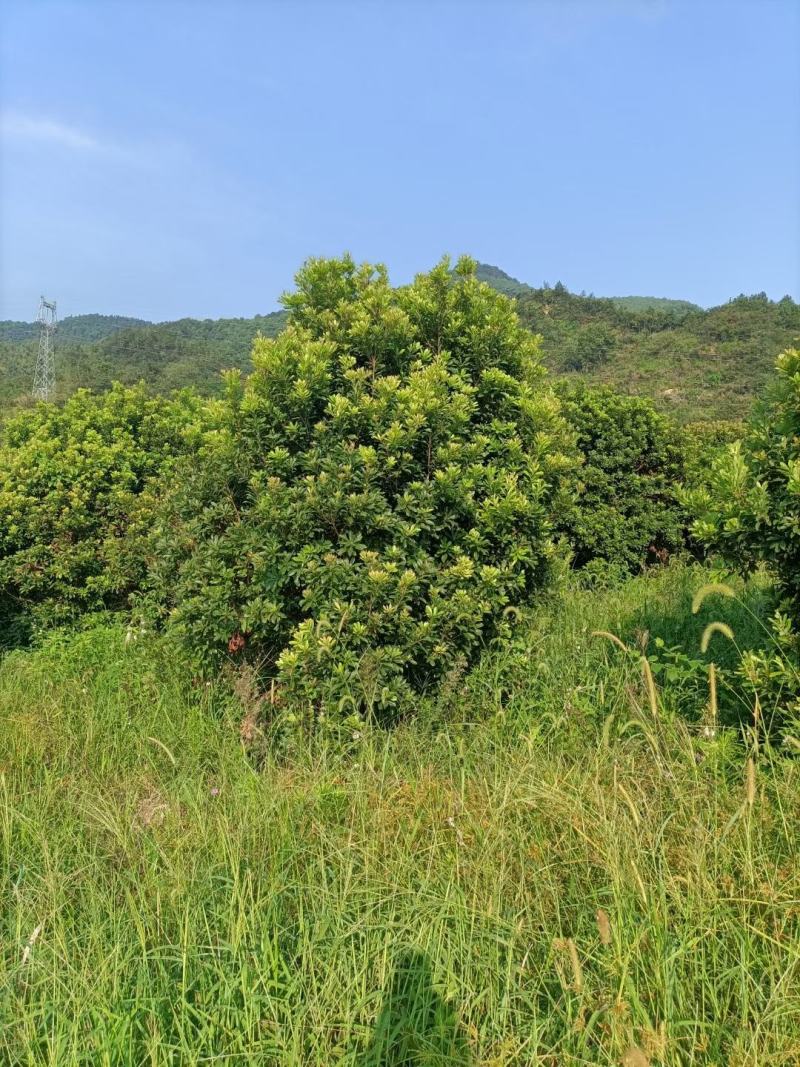 青枫3公分，，嫁接红枫，九江青枫，江西特有树种，需要联系