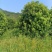 青枫3公分，，嫁接红枫，九江青枫，江西特有树种，需要联系