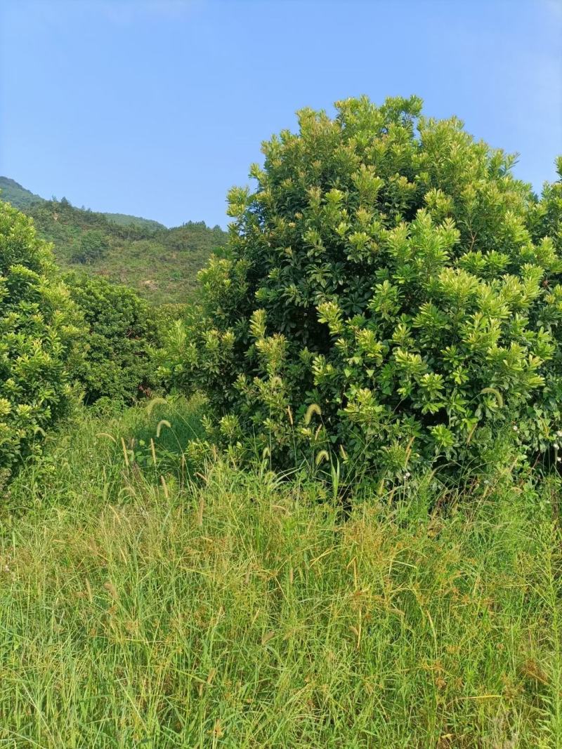青枫3公分，，嫁接红枫，九江青枫，江西特有树种，需要联系