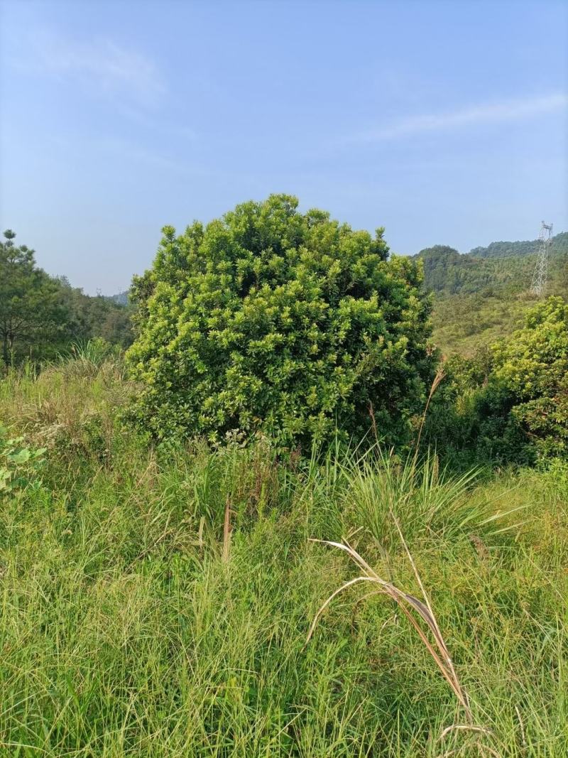 青枫3公分，，嫁接红枫，九江青枫，江西特有树种，需要联系