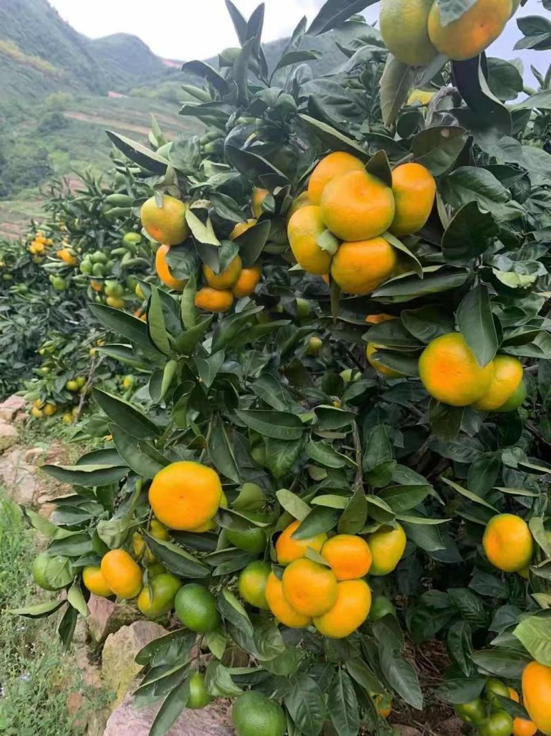 早熟蜜橘产地直发对接全国电商社区团购质量保证
