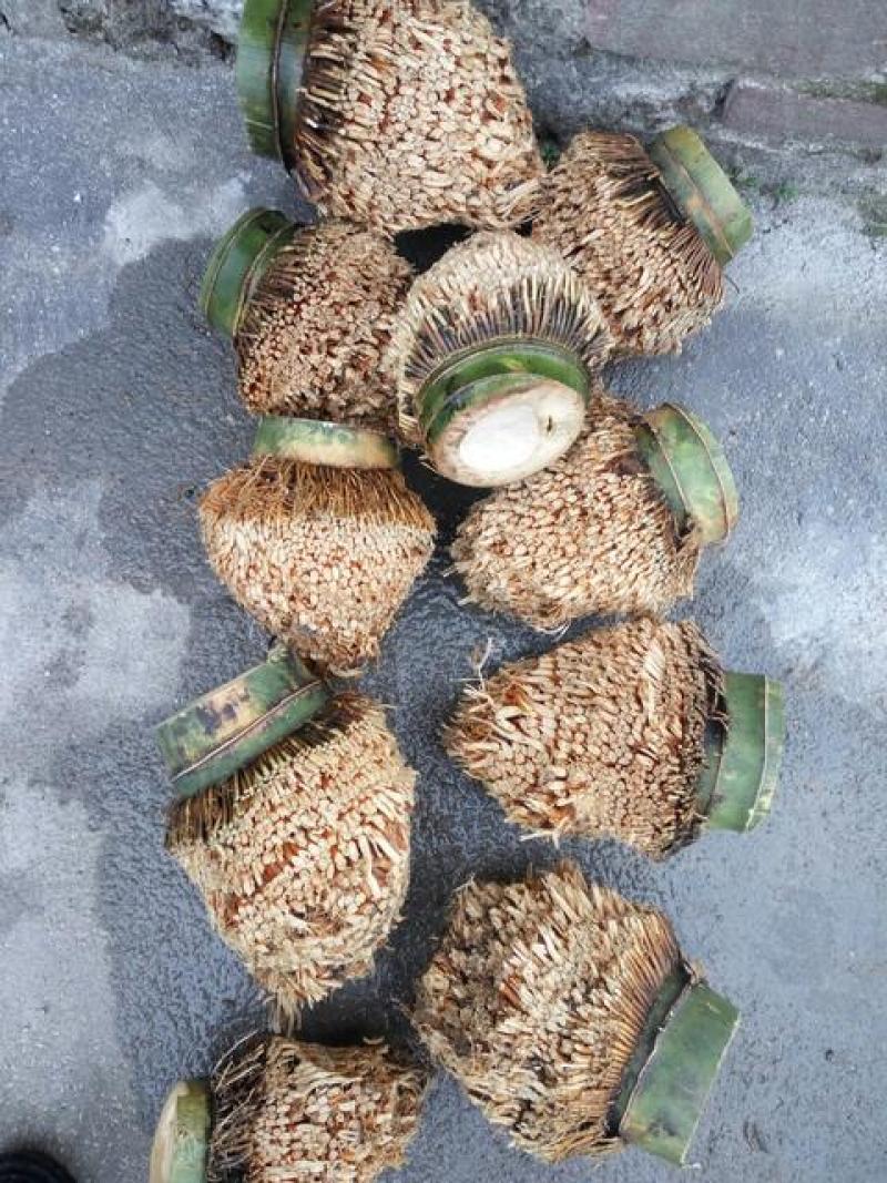 毛楠竹根