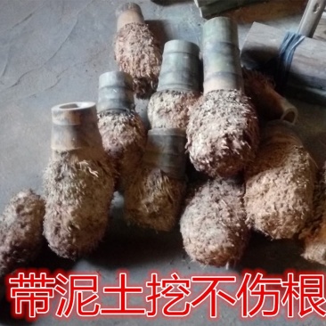 毛楠竹根