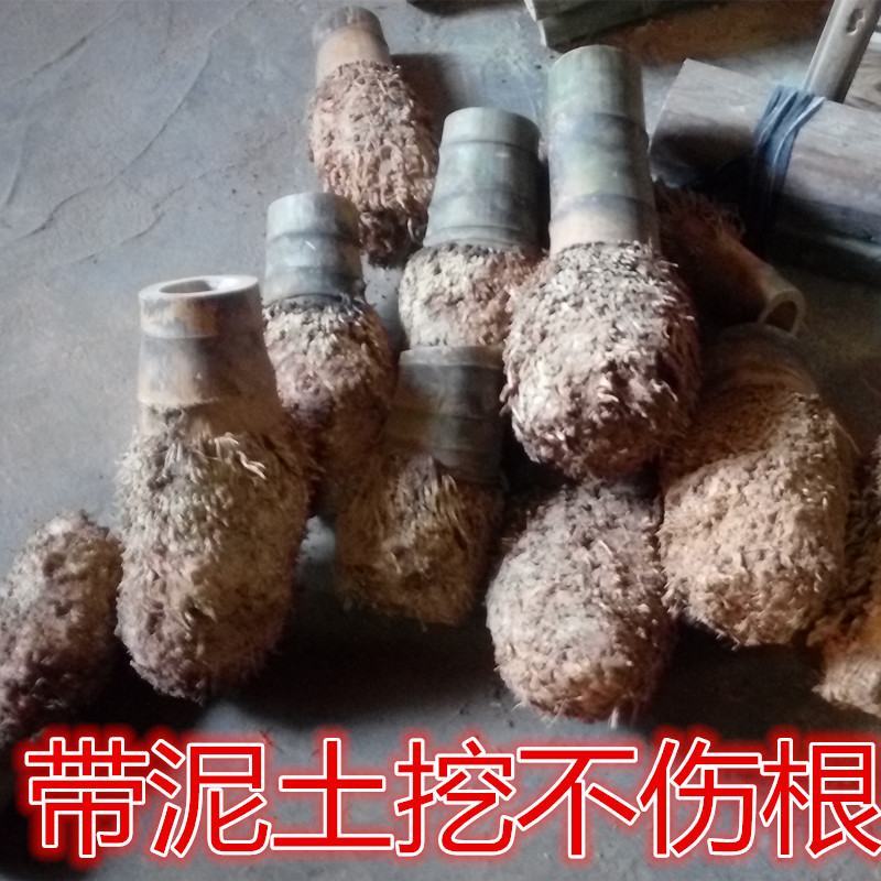 毛楠竹根