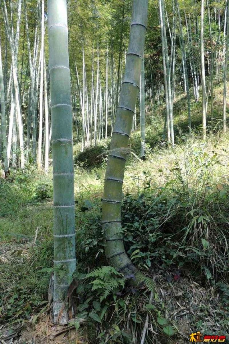 毛楠竹根
