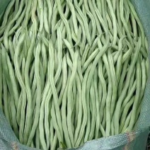 云南省元谋，豆王、扁豆、等豆角，条长颜色绿