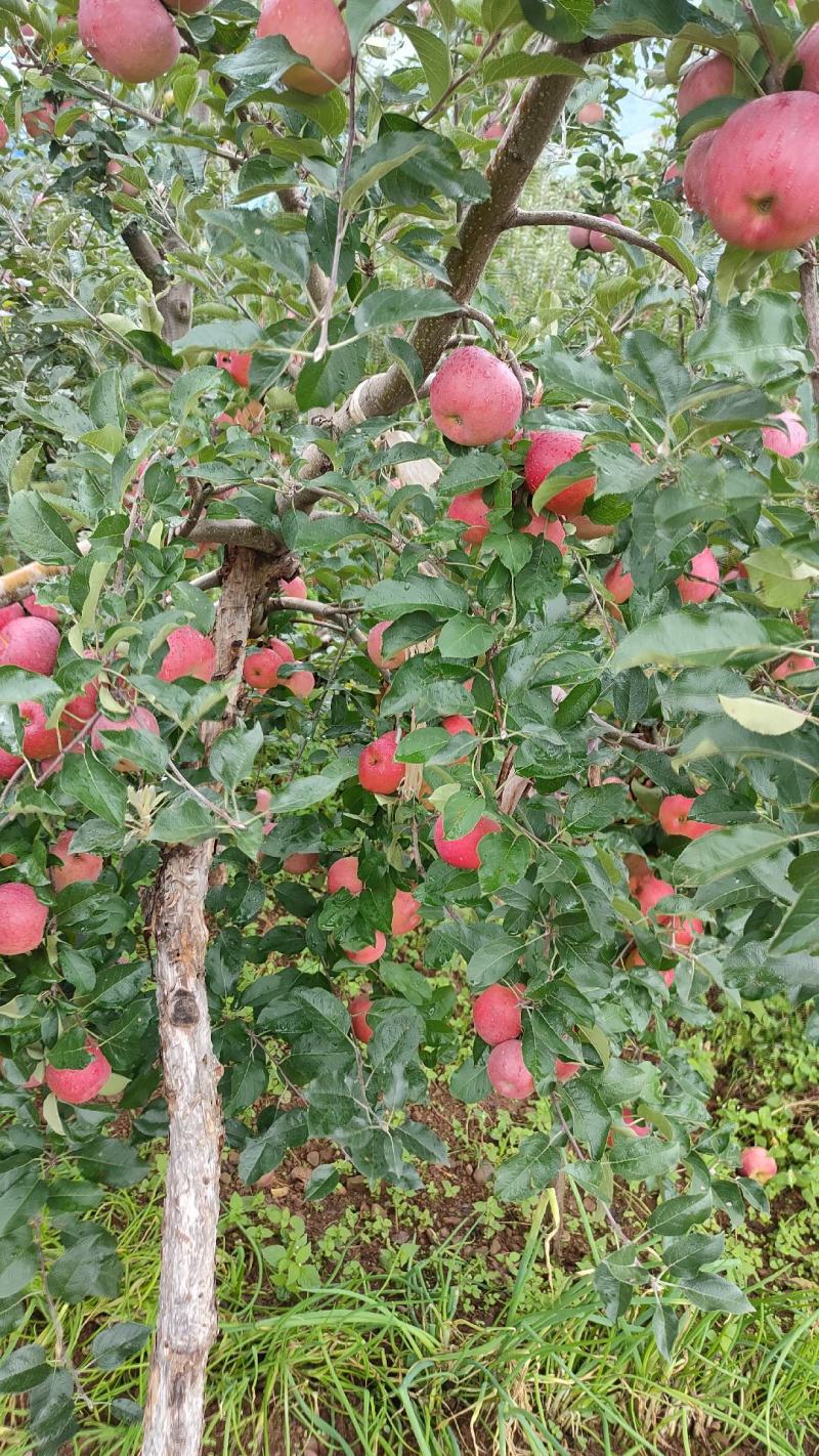大凉山盐源县冰糖心丑苹果，红富士苹果。专业代办