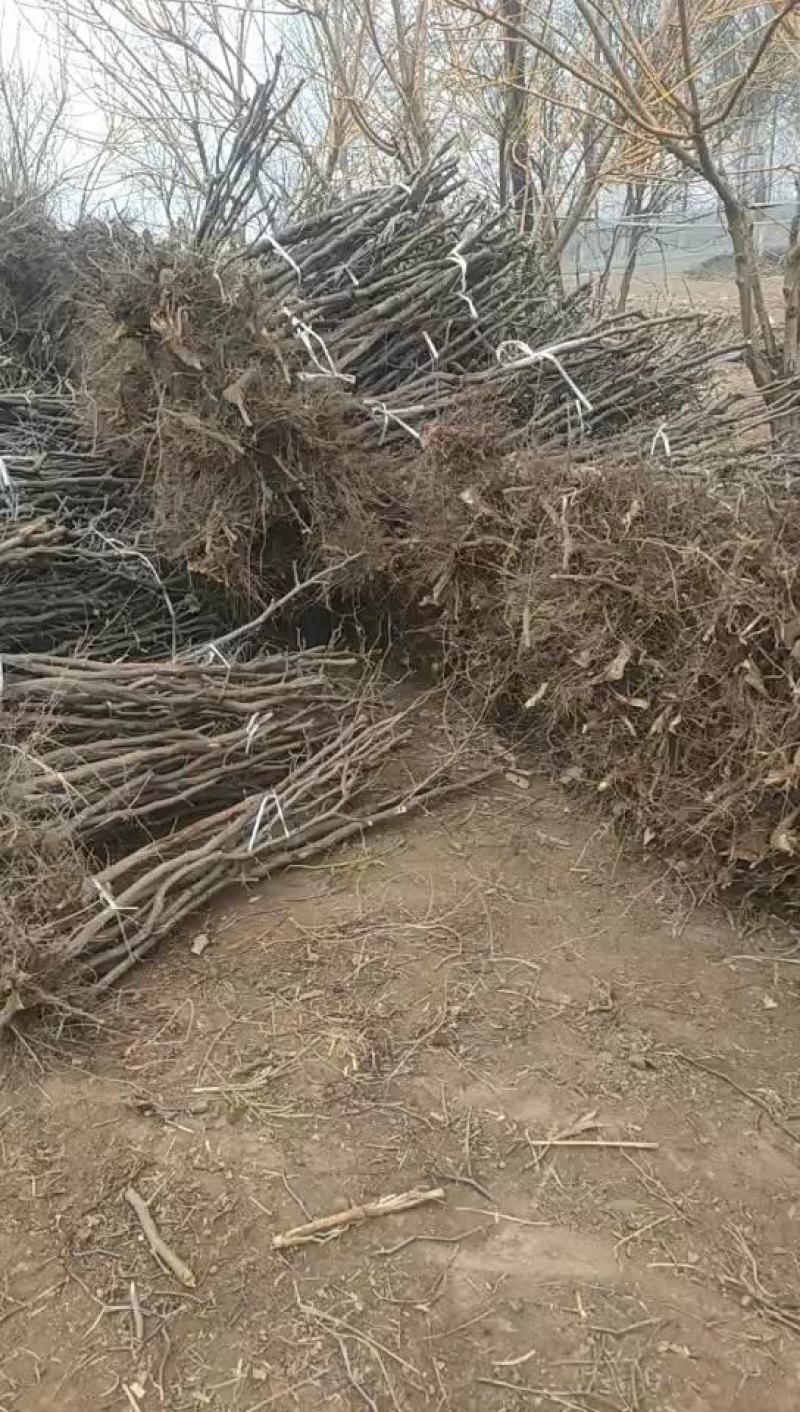 河北省沧州市献县金丝树苗！大量销售！锦盛园