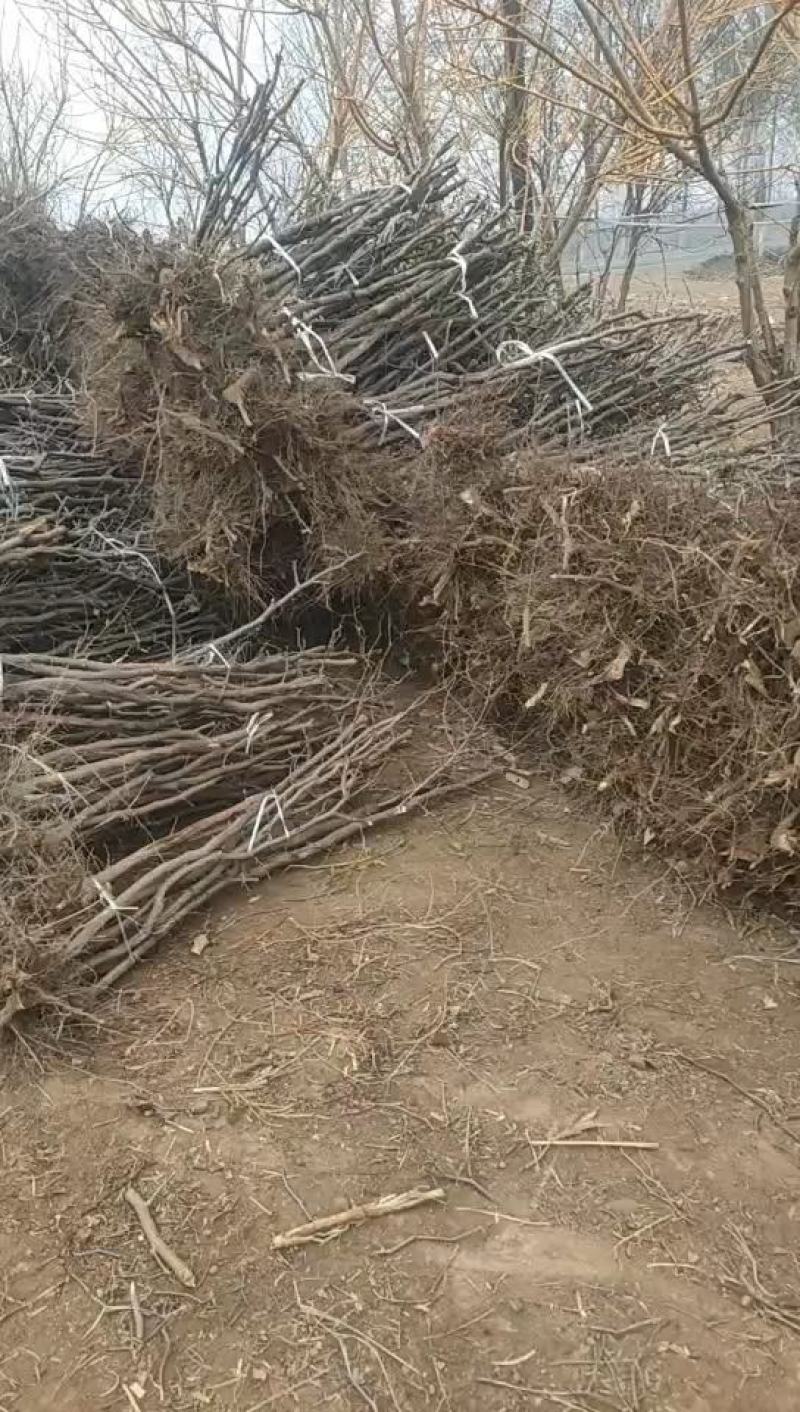 河北省沧州市献县金丝树苗！大量销售！锦盛园