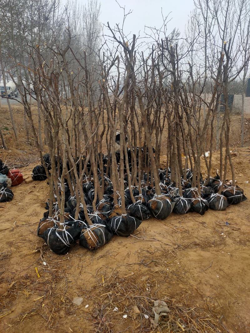 河北省沧州市献县金丝树苗！大量销售！锦盛园