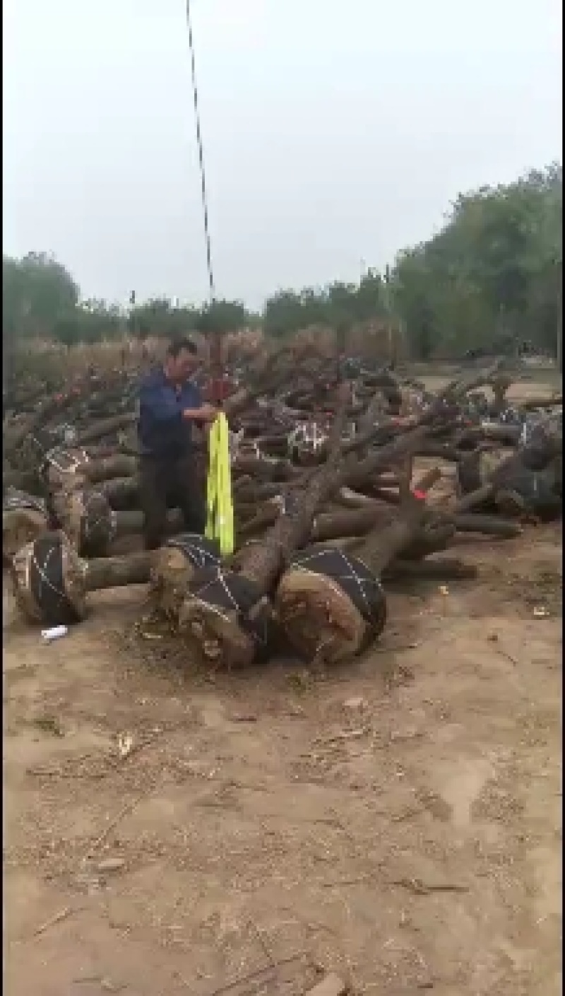 河北省沧州市献县金丝树苗！大量销售！锦盛园