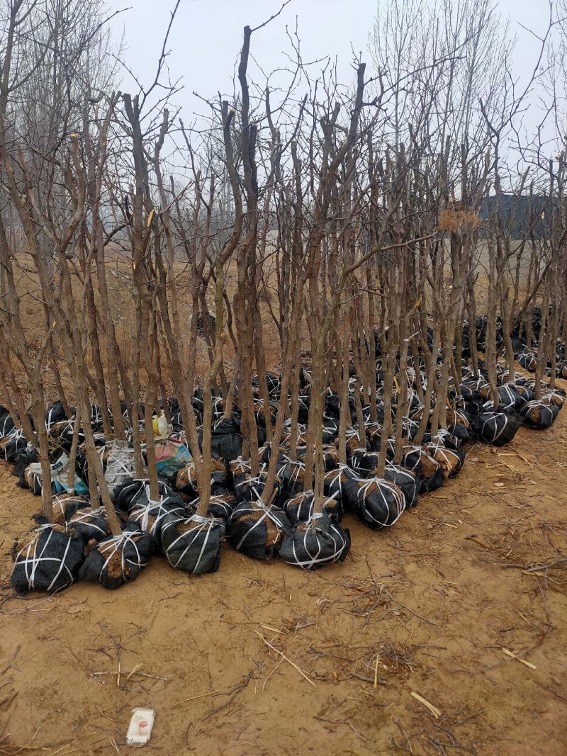 河北省沧州市献县金丝树苗！大量销售！锦盛园