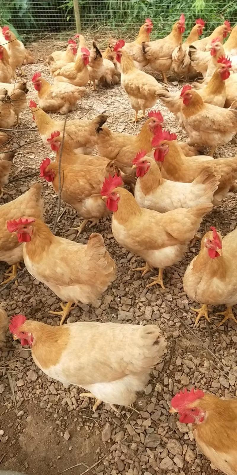 岭南黄项鸡，均重3.67斤左右