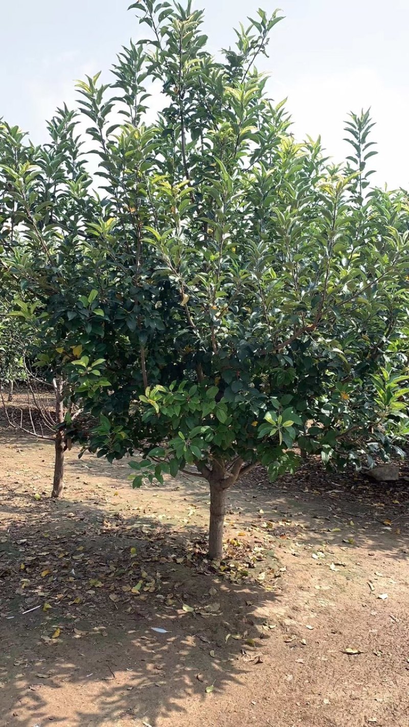 八棱海棠10公分12公分15公分16公分18公分八棱海棠
