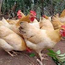 广东三大名鸡之一，杏花鸡，均重2.9斤左右